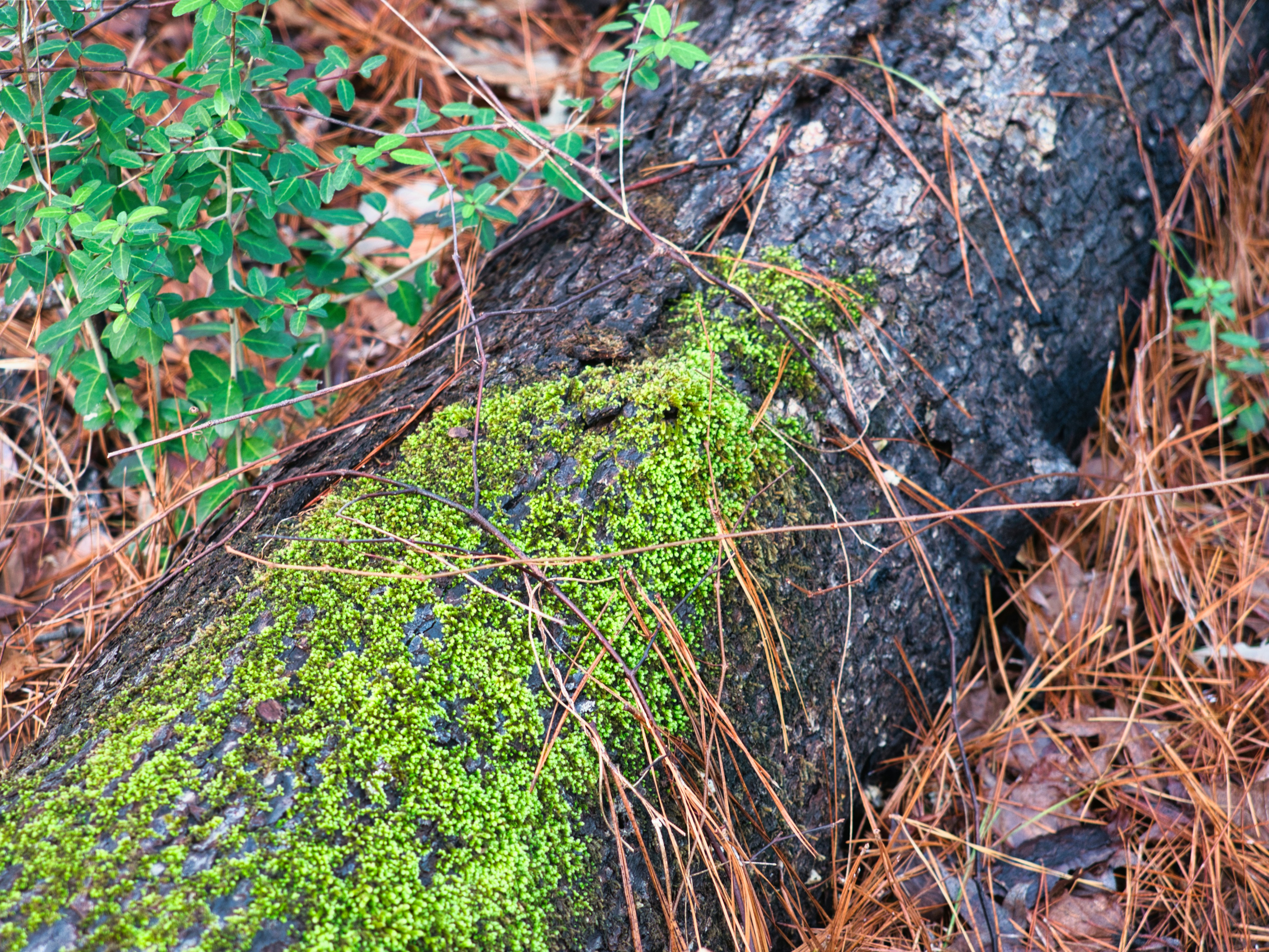 The Carbon Highway: Nature's Massive Underground Economy (image credits: unsplash)