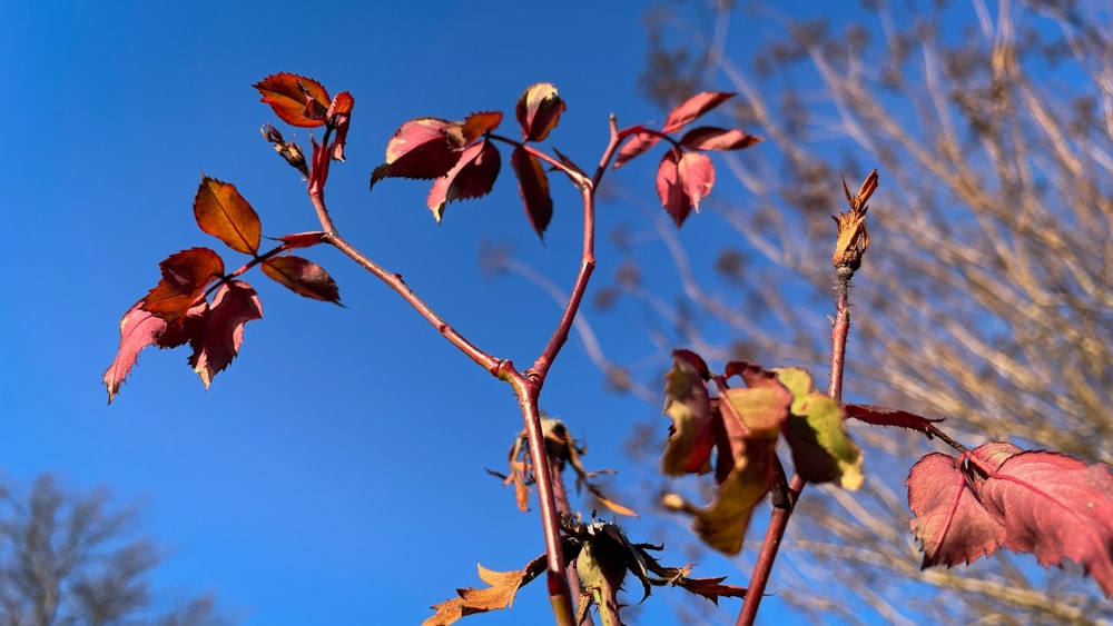 a tree branch with red leaves against a blue sky