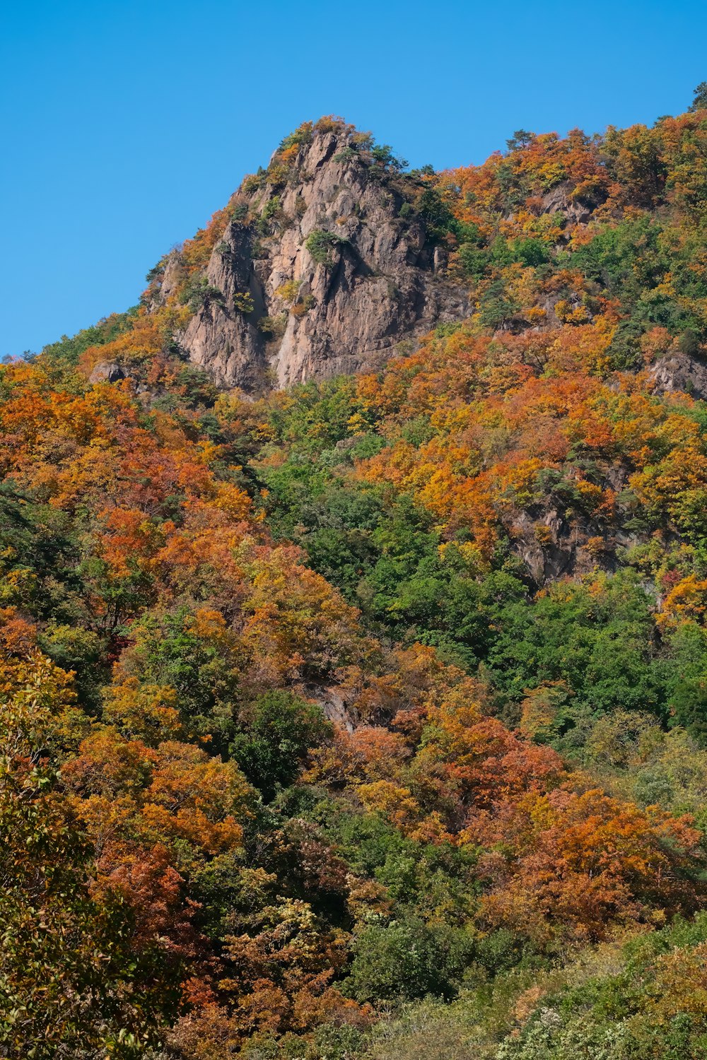 uma montanha coberta de muitas árvores coloridas