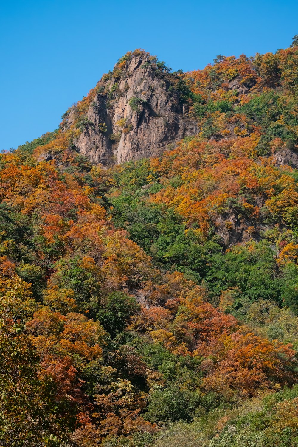 a mountain covered in lots of colorful trees