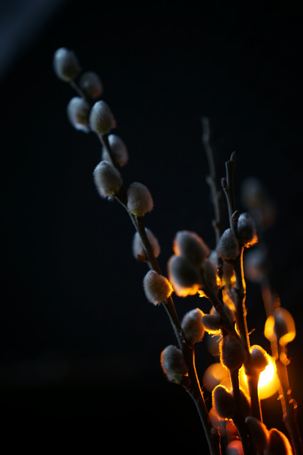 a close up of a plant with a lit candle in the background