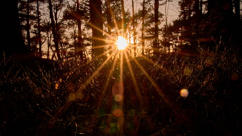 森の木々の間から太陽が差し込んでいます