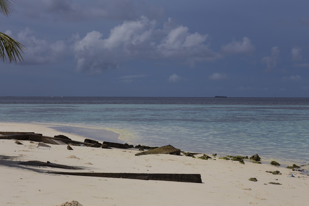 a beach with a palm tree on it