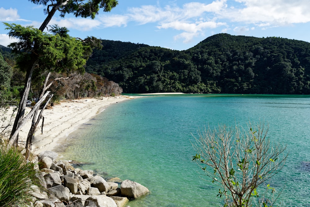 a body of water surrounded by trees and rocks