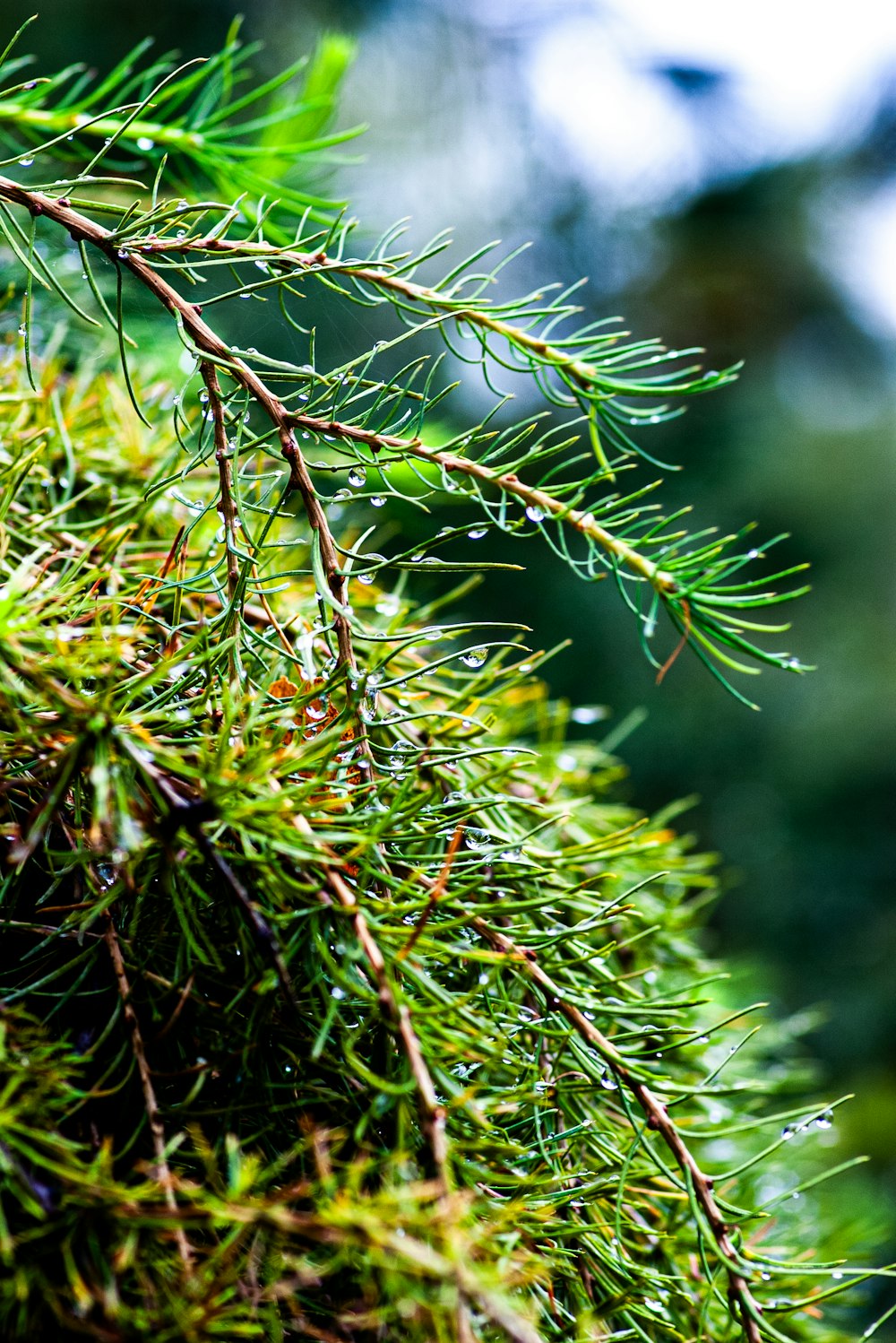 a close up of a pine tree branch