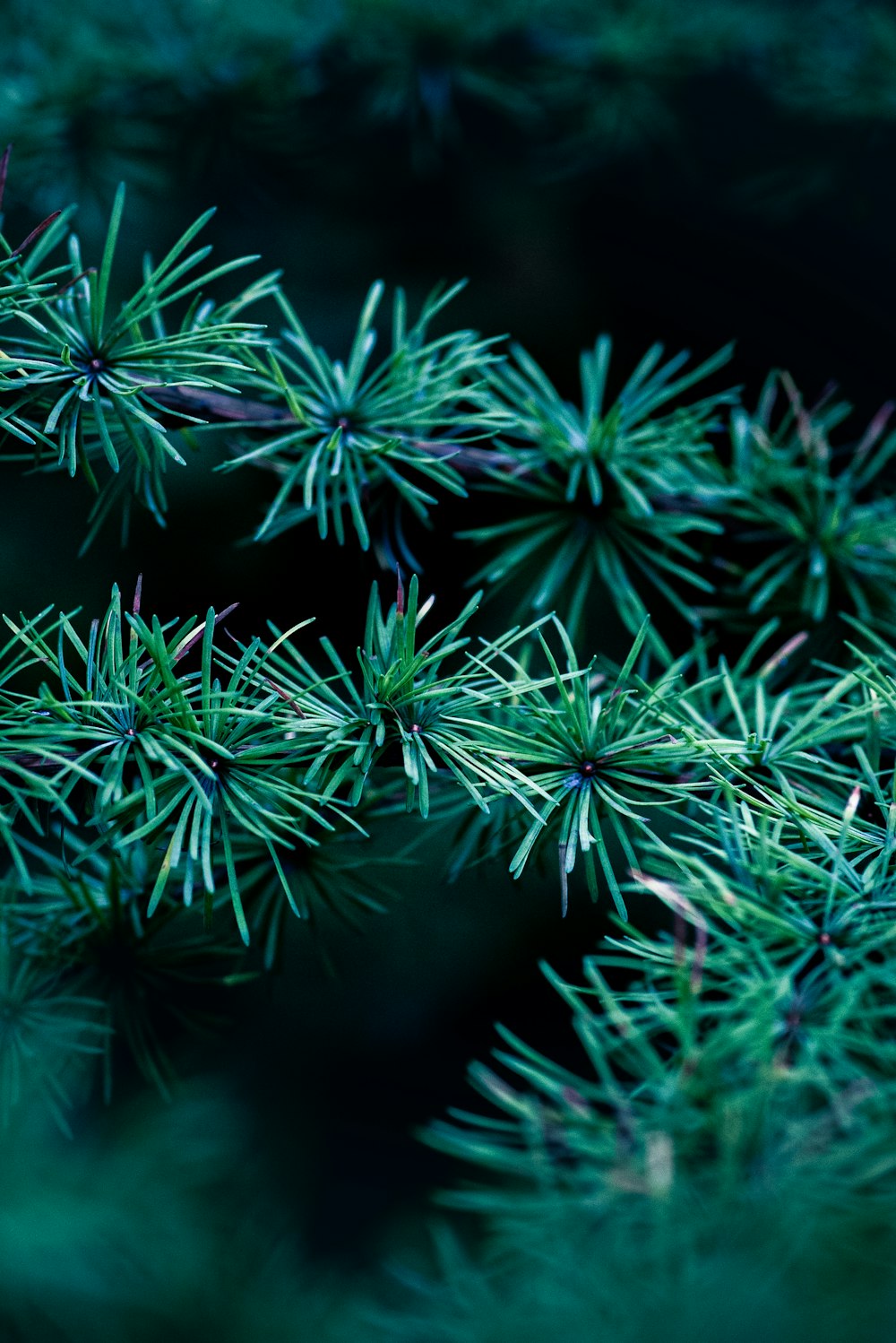 a close up of a pine tree branch