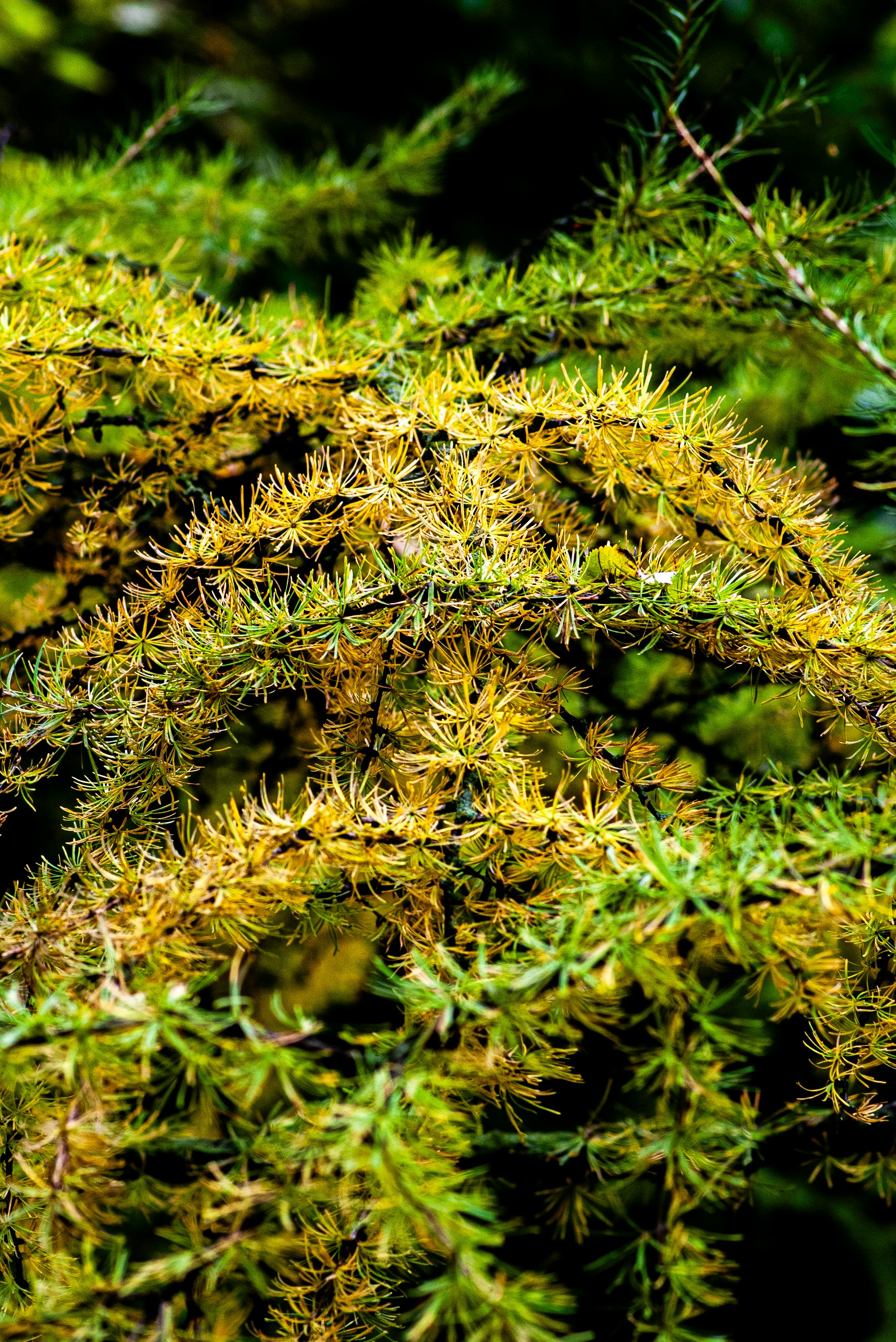 Daily Wellness - natural wellness imagery