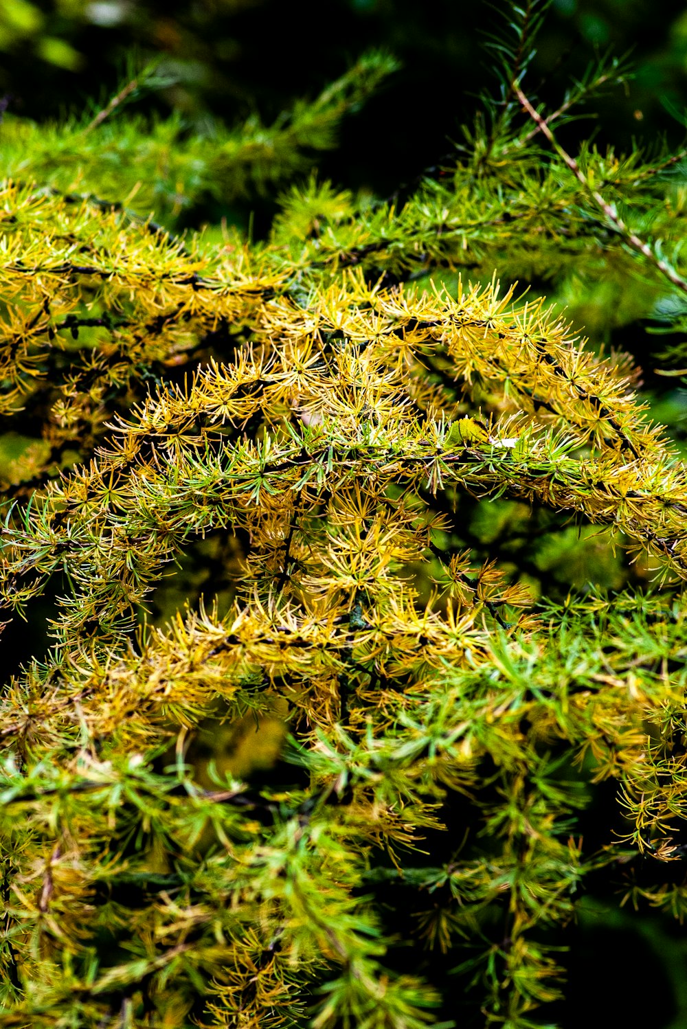 a close up of a tree with lots of green leaves