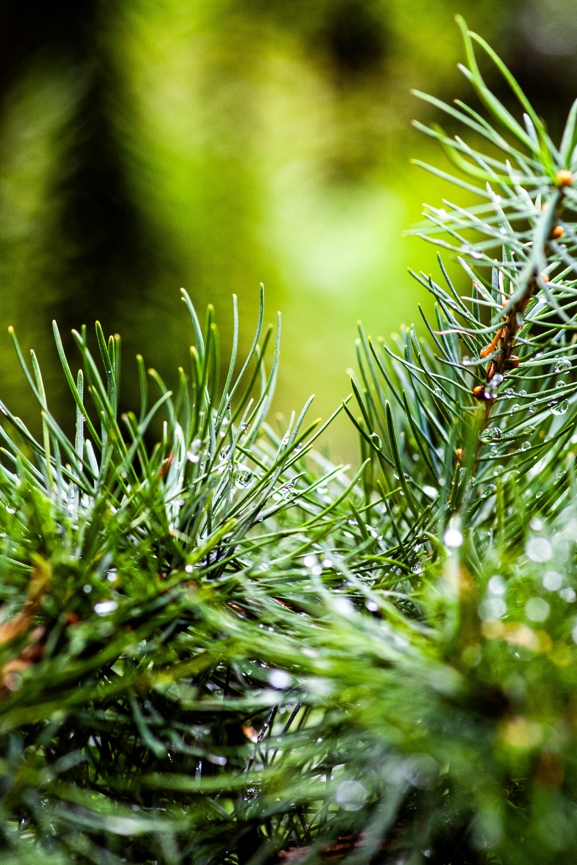 Photo by yoksel