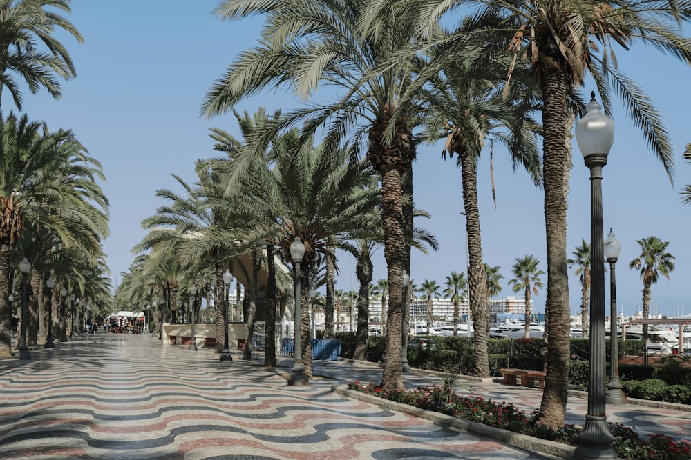 a street lined with palm trees next to a beach