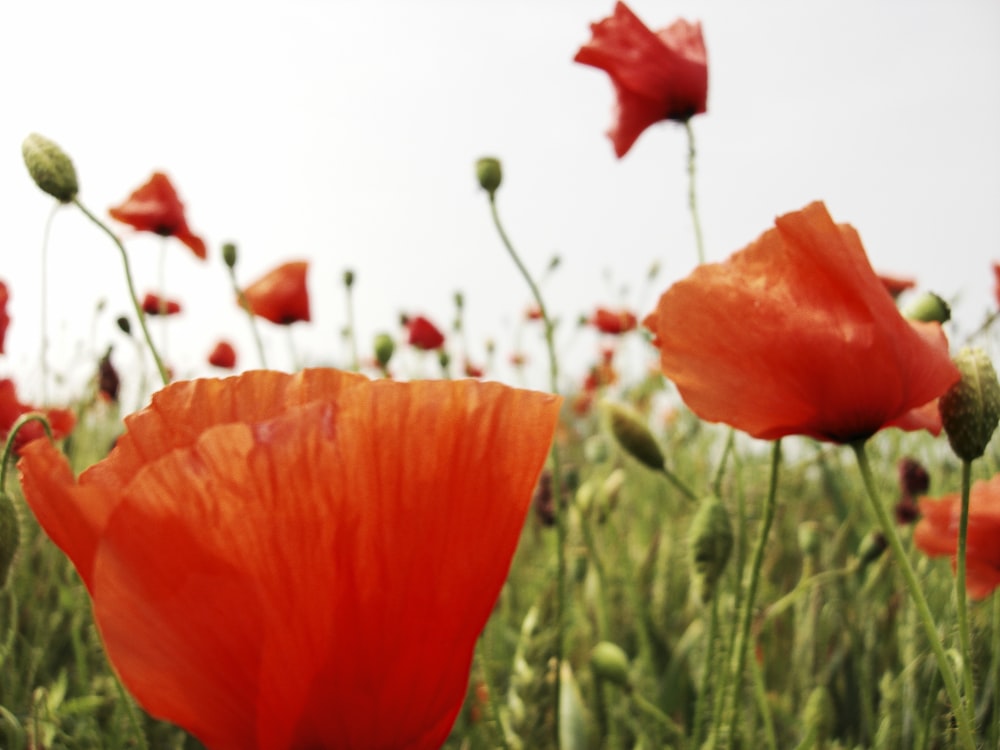 a field full of red flowers on a sunny day