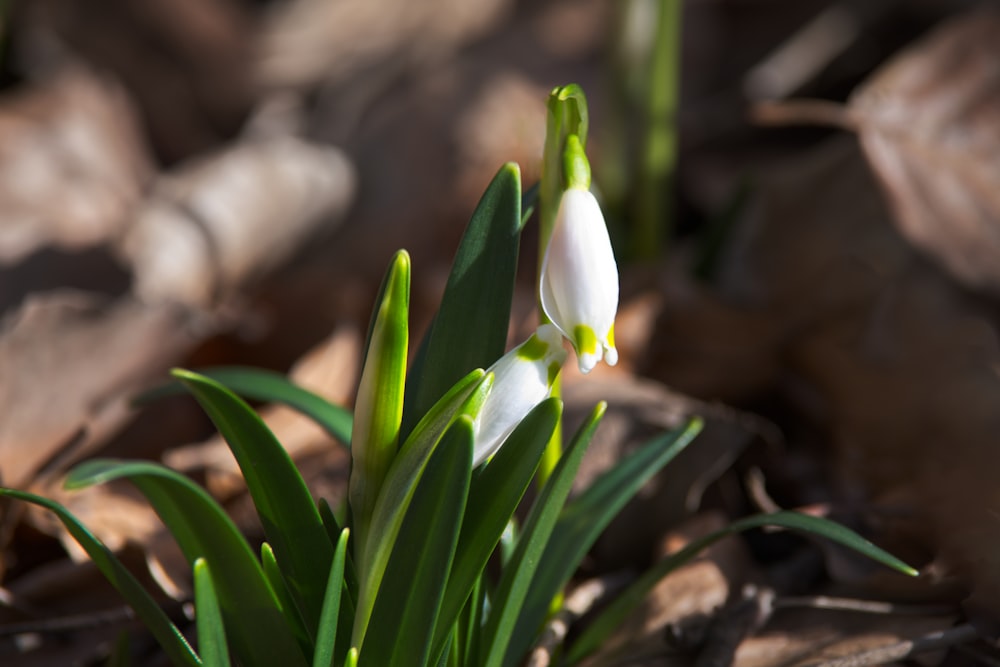 a close up of a flower on the ground