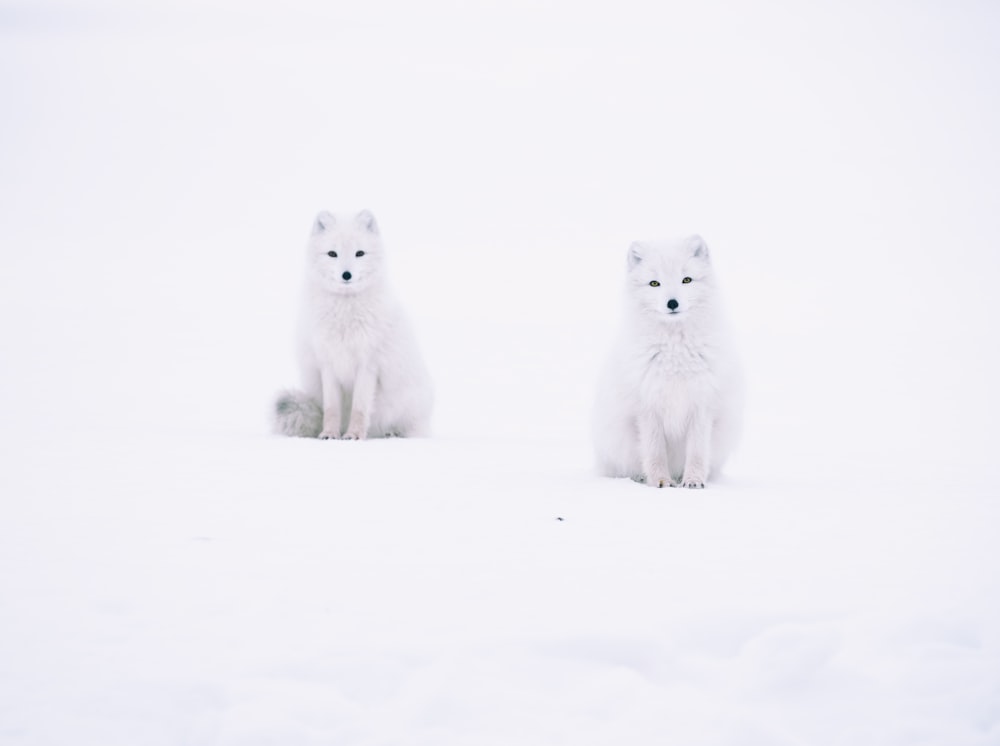 a couple of white foxes sitting on top of a snow covered field