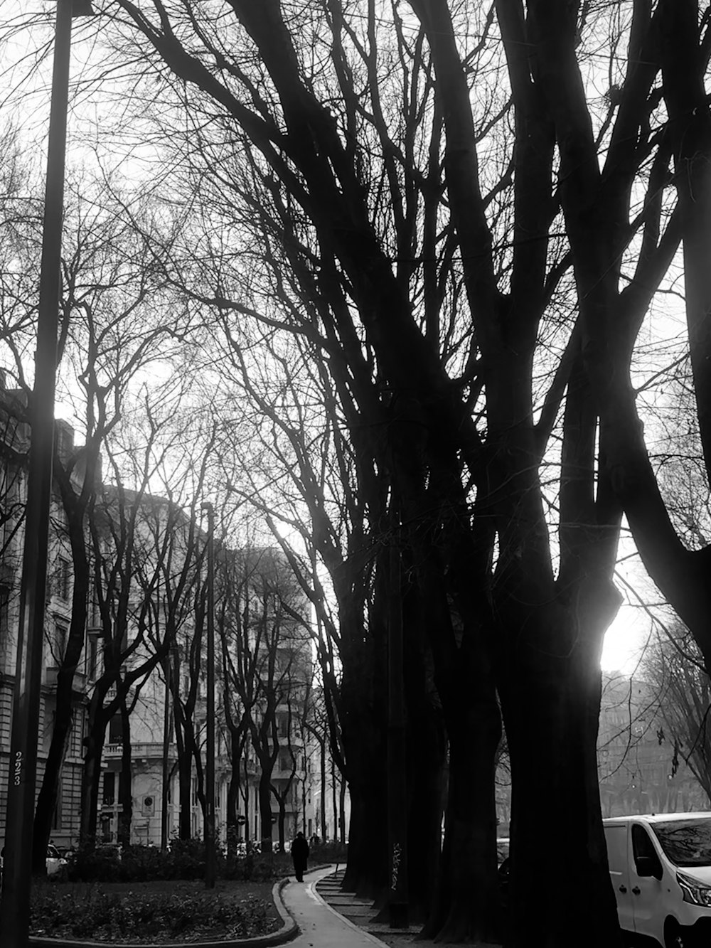 a black and white photo of a tree lined street