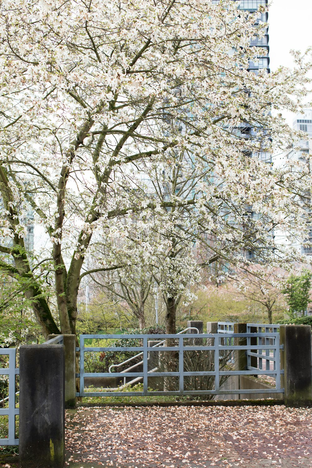 ein Baum mit weißen Blüten in einem Park