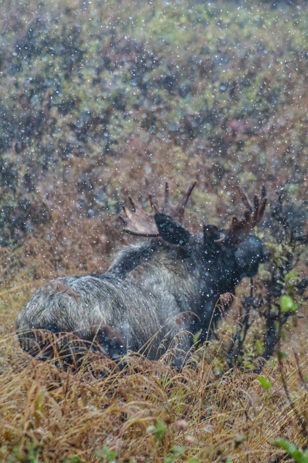 a moose laying down in a field in the snow