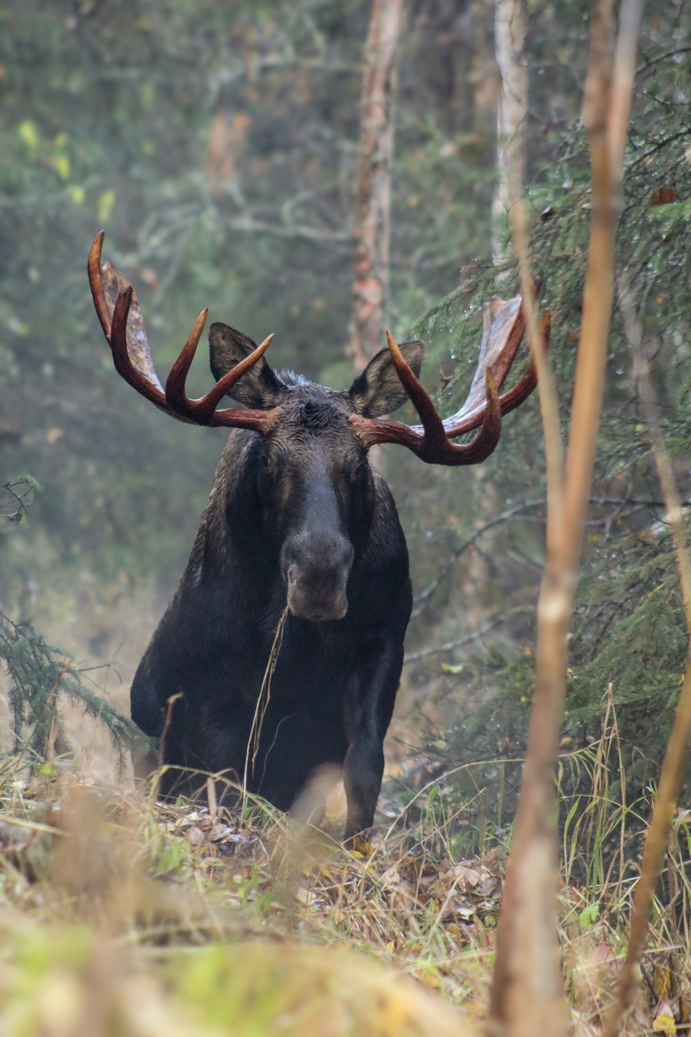 a moose with large antlers walking through a forest