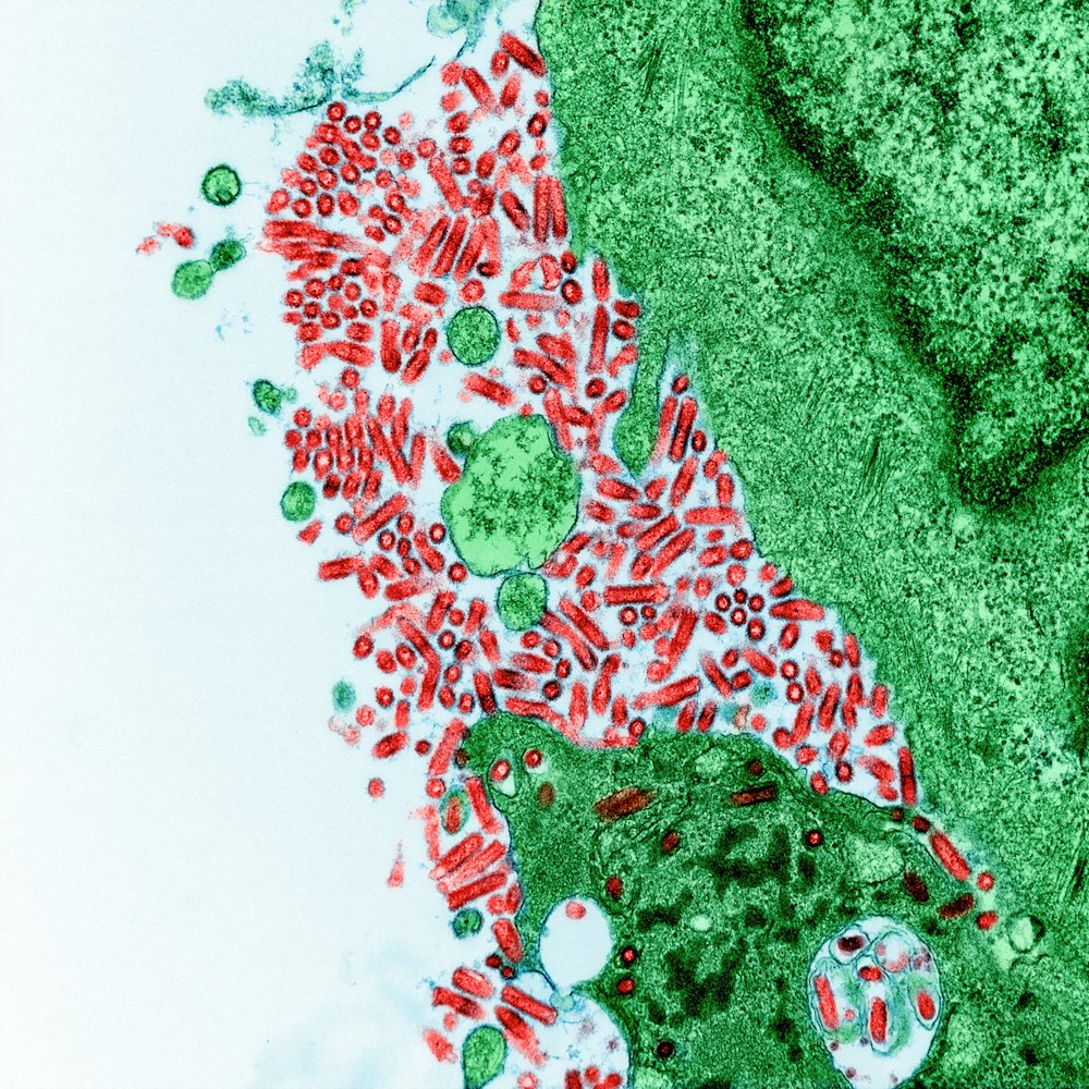 a picture of a cell with red and green blood cells