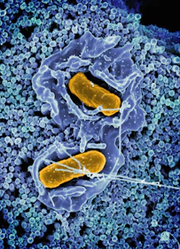 a cell with two yellow cells inside of it