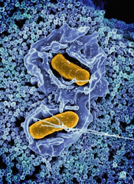 a cell with two yellow cells inside of it