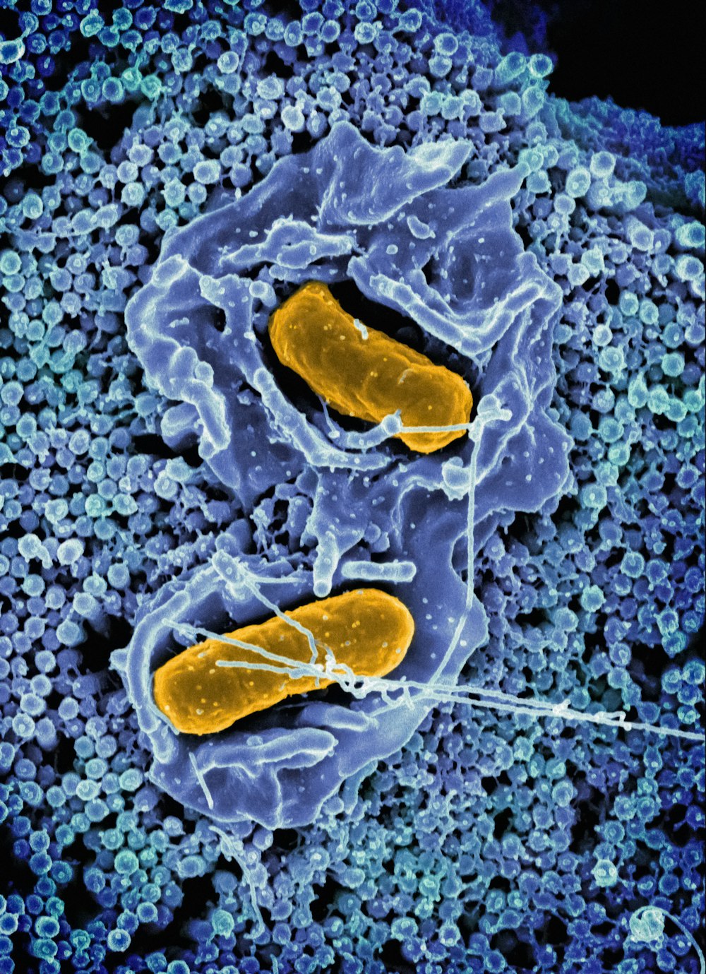a cell with two yellow cells inside of it