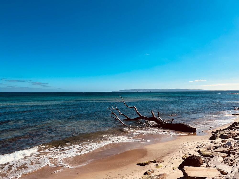 a beach with a tree branch sticking out of the water