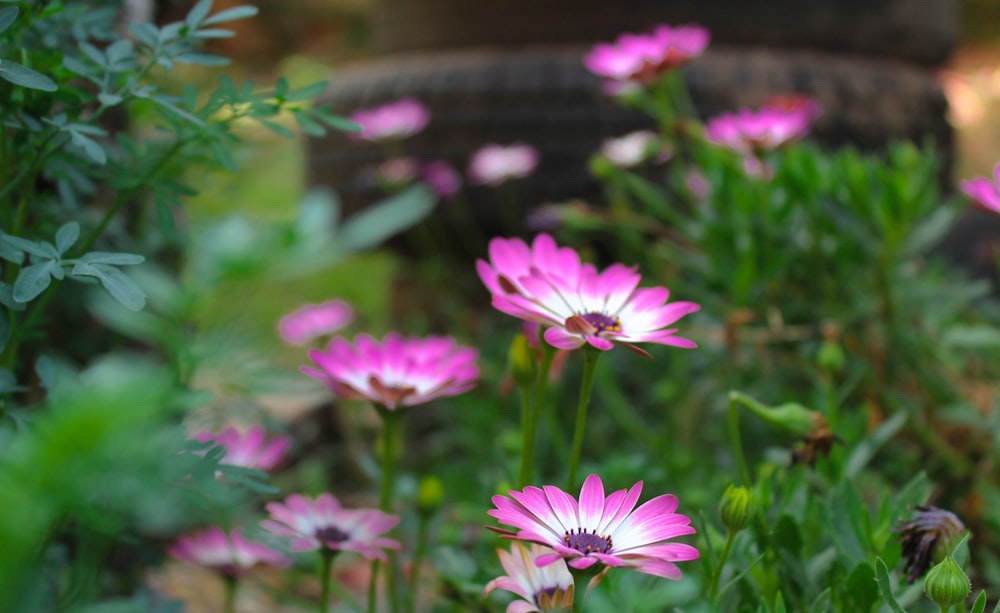 a bunch of pink flowers that are in the grass