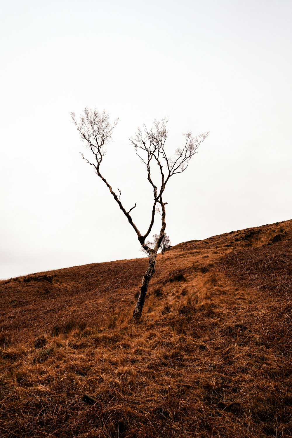 a lone tree on a hill with no leaves