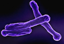 a cross section of a purple substance