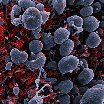 a bunch of red and white blood cells