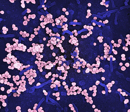 a bunch of pink and blue pills on a blue surface