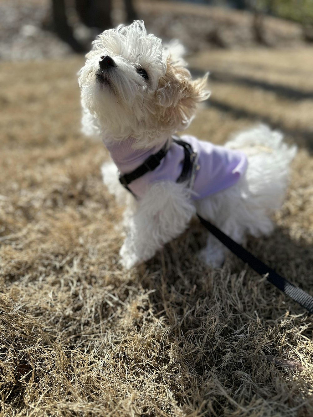 a small white dog wearing a purple shirt