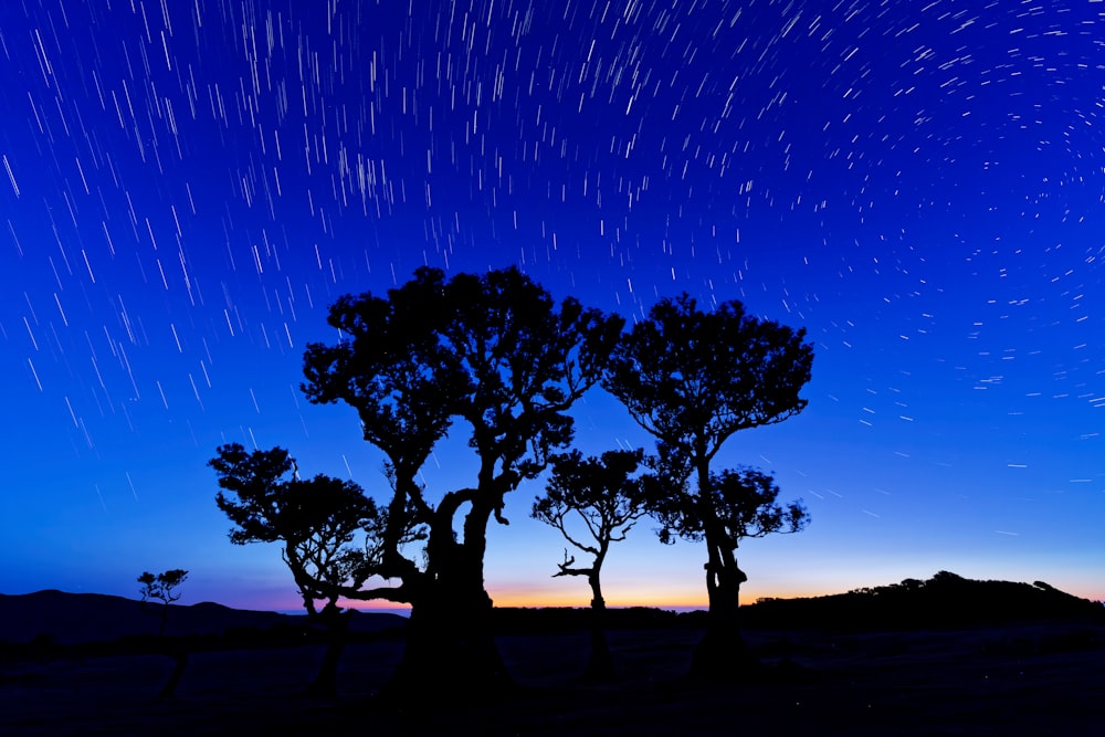 a group of trees in a field under a night sky