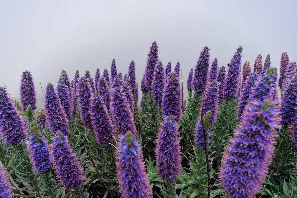 a bunch of purple flowers in a field