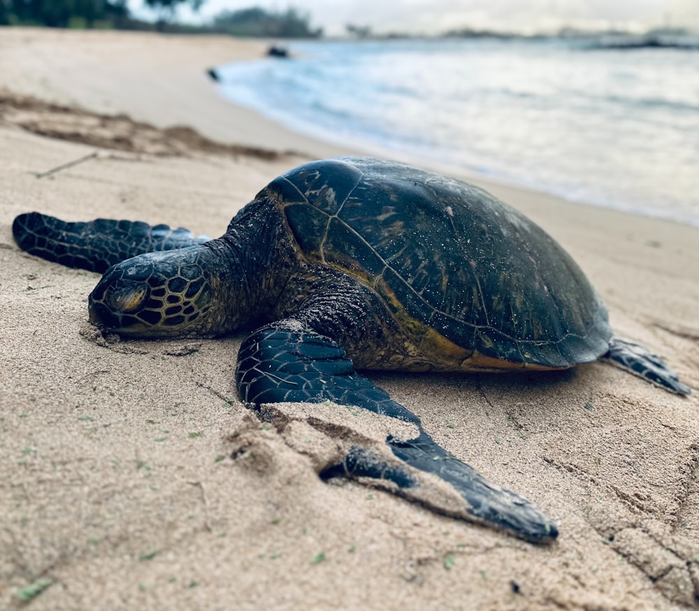 a green turtle is laying on the beach