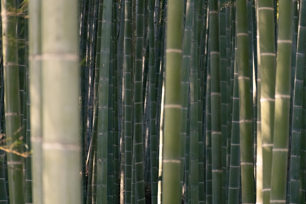 Um grupo de altas árvores de bambu verde em uma floresta