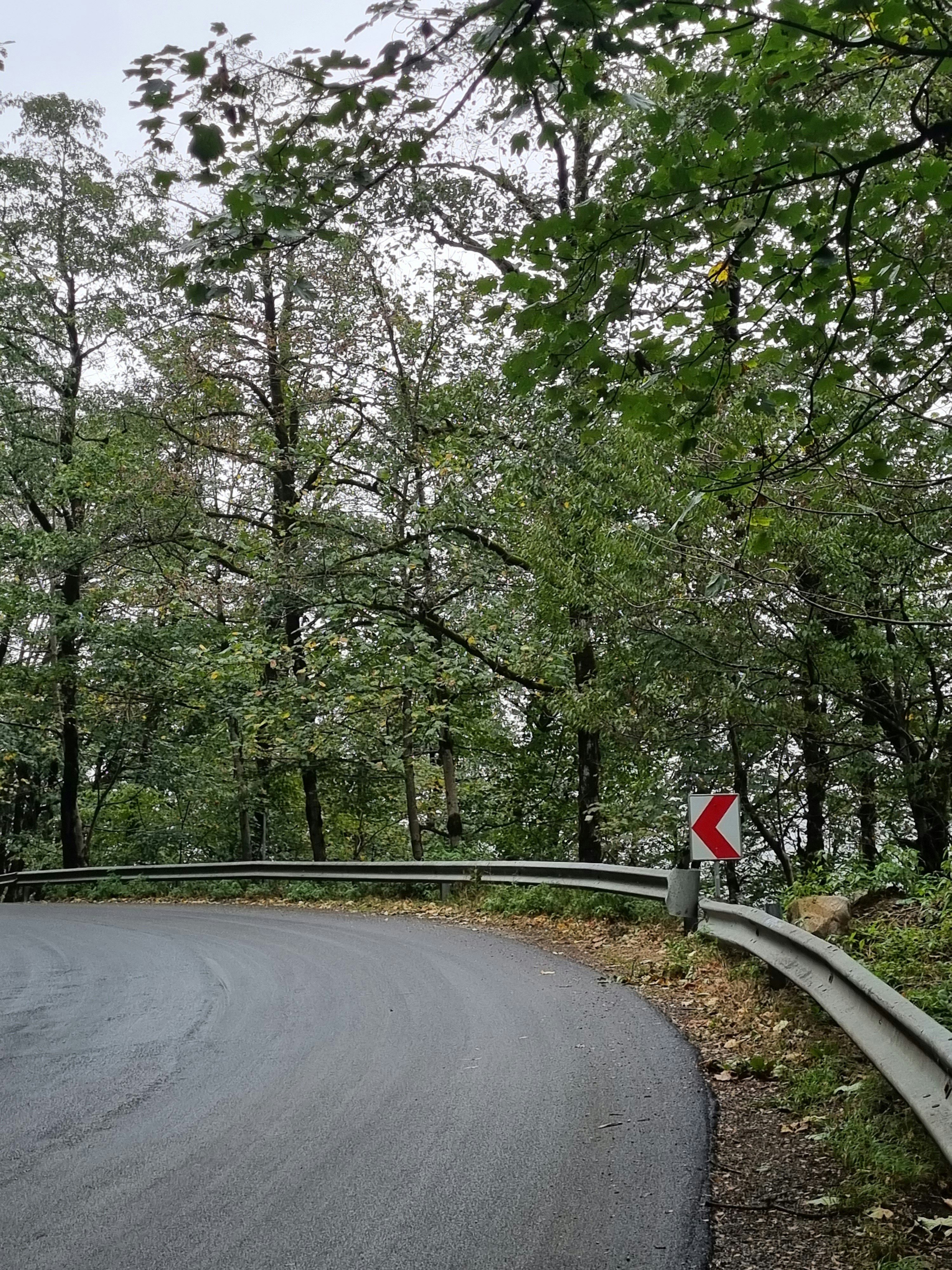 a curved road in the middle of a forest