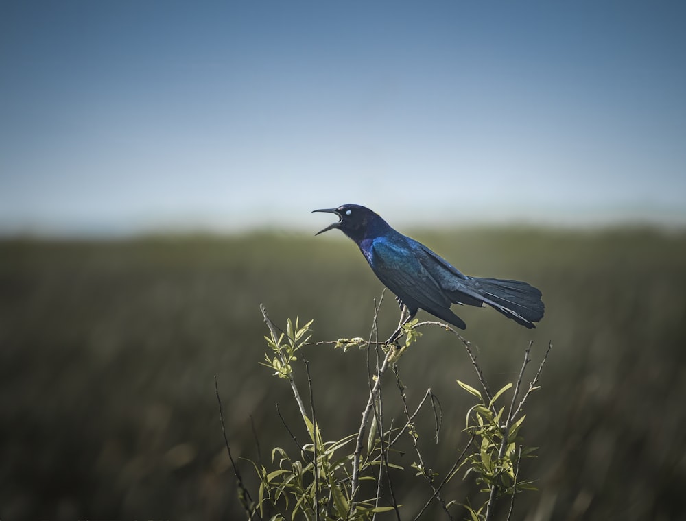 a blue bird sitting on top of a plant in a field