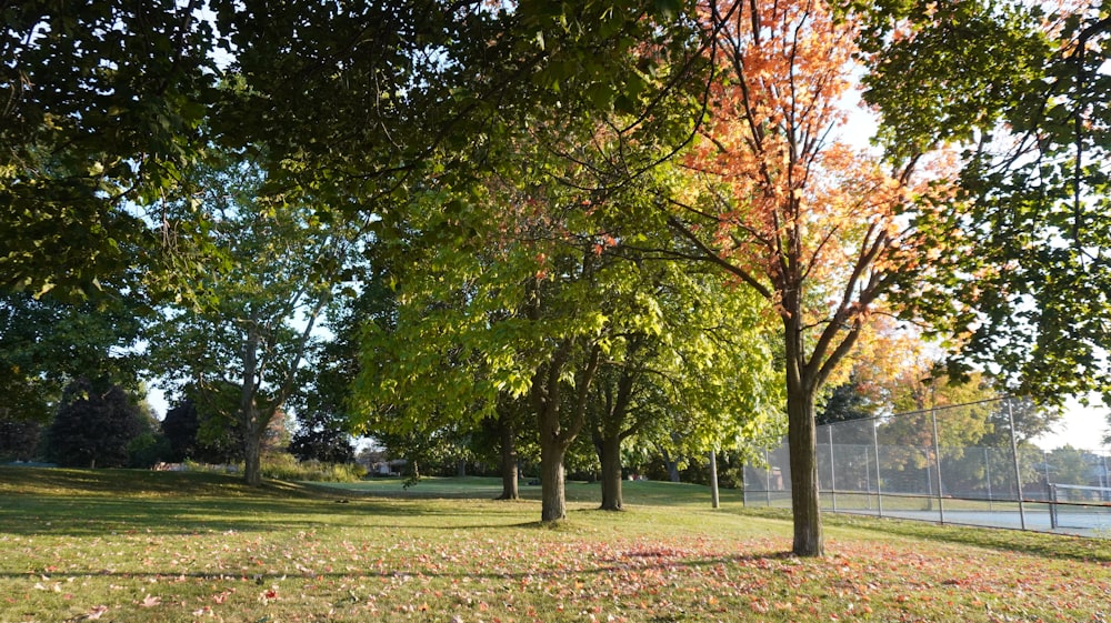 a grassy field with trees and a fence in the background