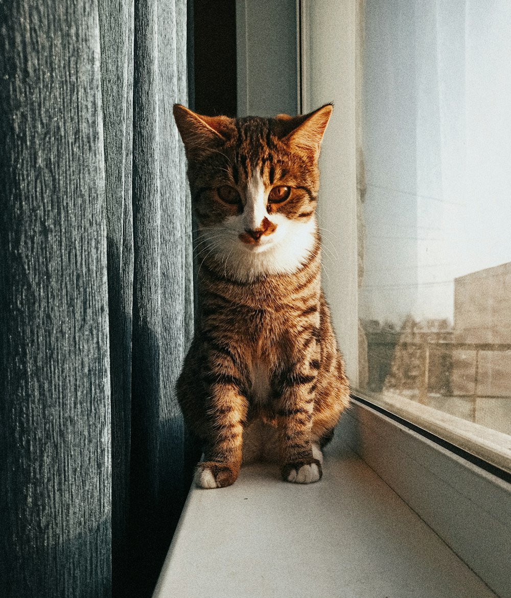 un gatto seduto sul davanzale di una finestra che guarda fuori dalla finestra