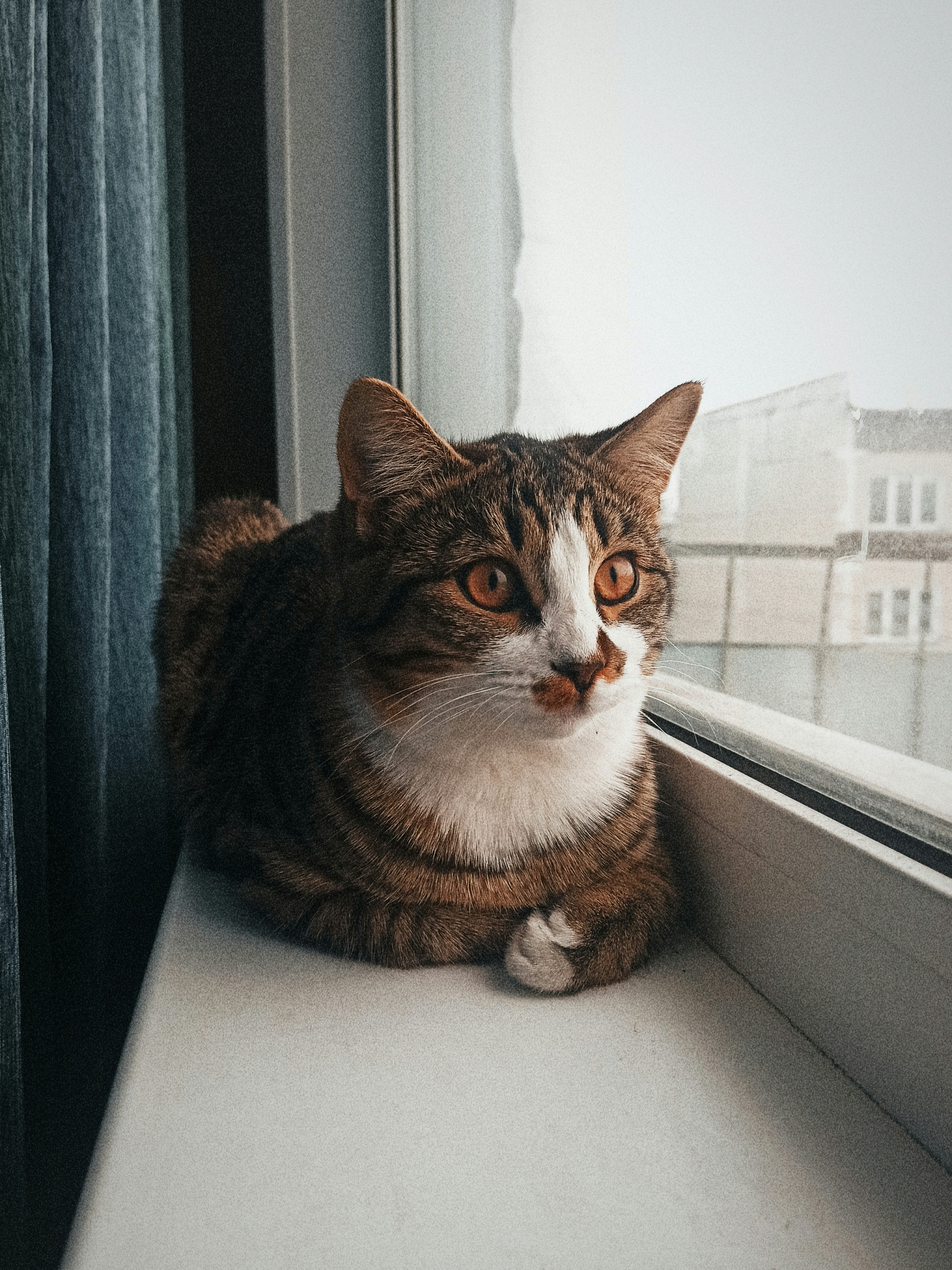 The Temptation of Windowsills (image credits: unsplash)