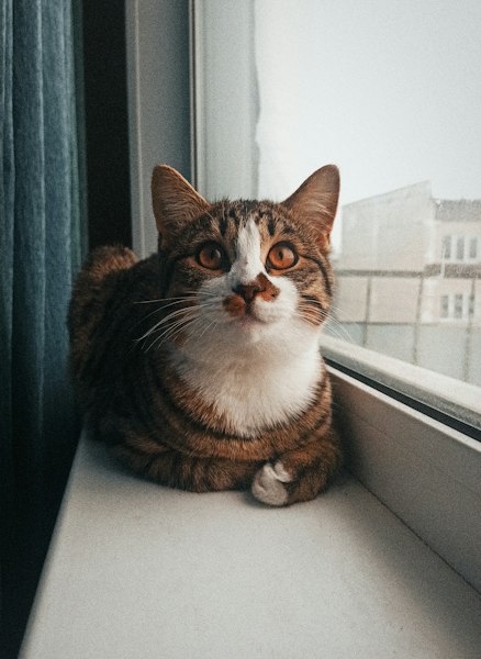 How to Cat Proof Windows in Your HDB Flat in Singapore