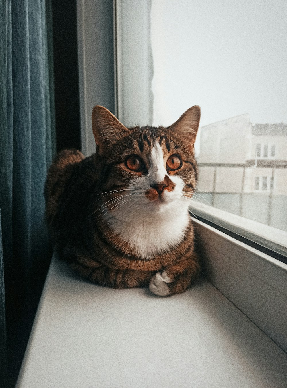 a cat sitting on a window sill looking out the window