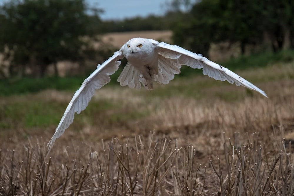 a white bird flying over a dry grass field