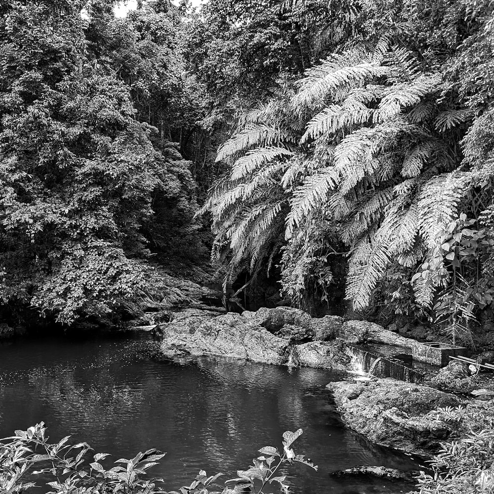 black and white photograph of a river surrounded by trees