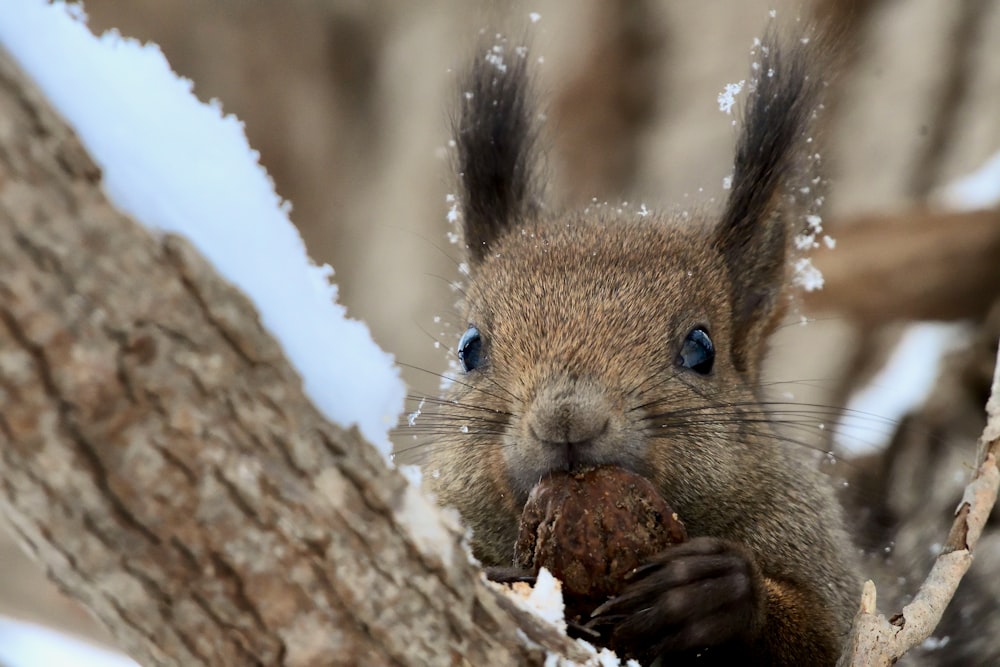 a squirrel eating a nut in a tree