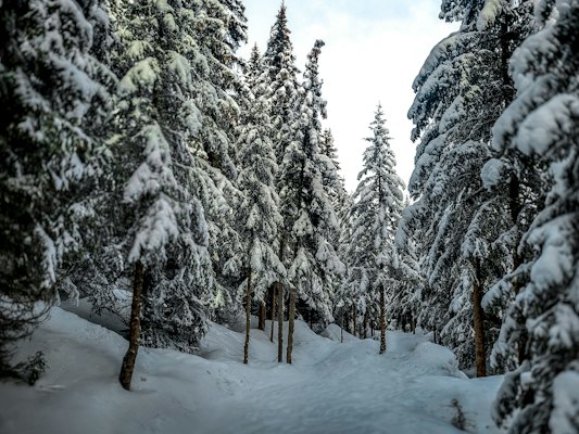 A snow covered forest filled with lots of trees — Courchevel, France