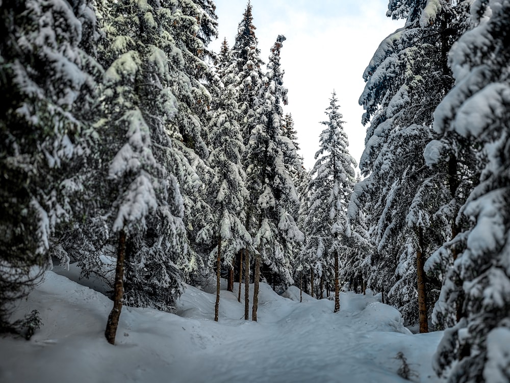 a snow covered forest filled with lots of trees