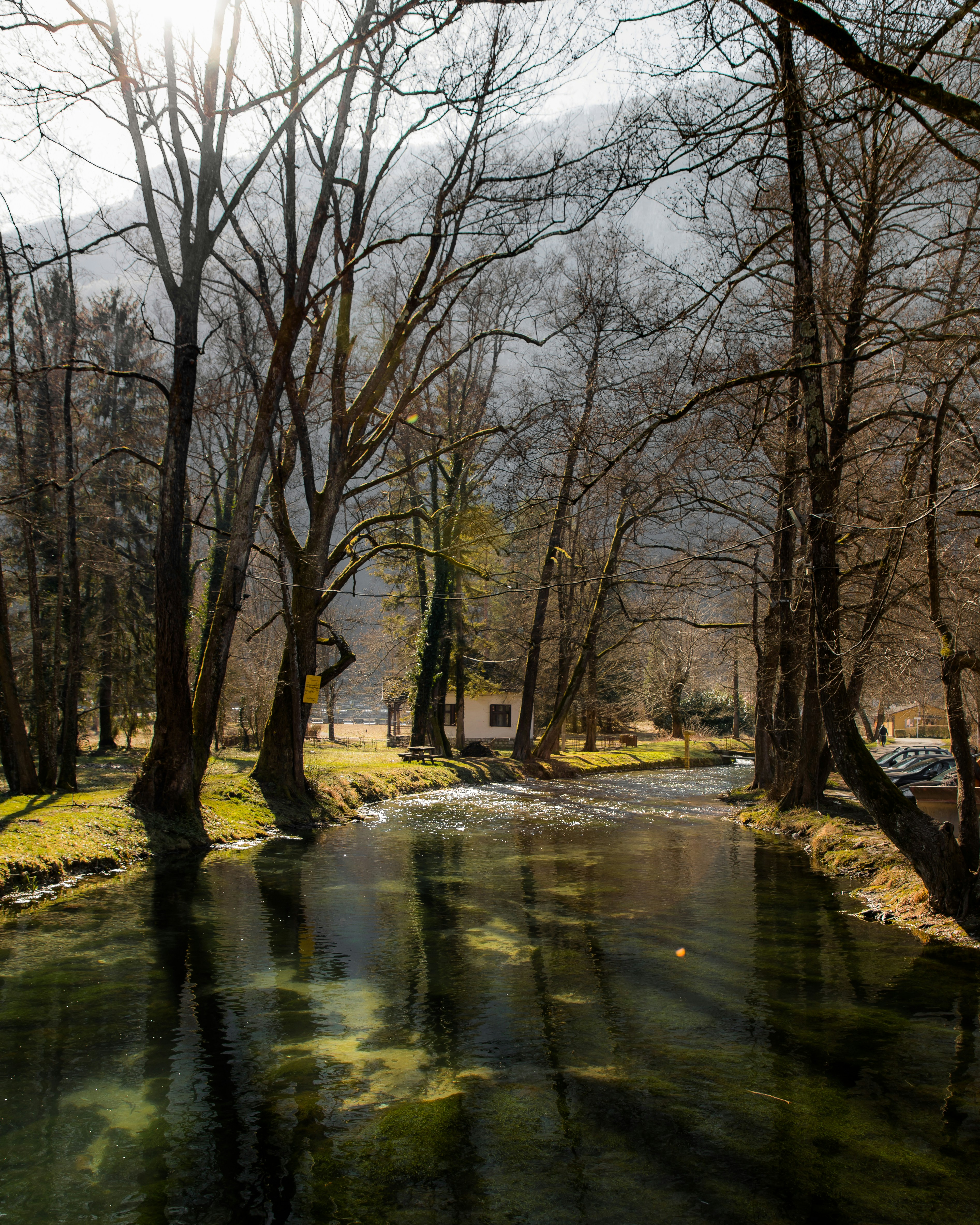 A river running through a forest filled with trees photo – Free Forest ...