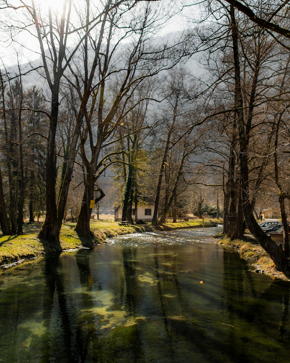 a river running through a forest filled with trees